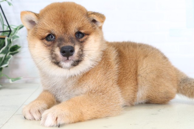 長崎県の豆柴 (Coo&RIKU大村店/2026年8月2日生まれ/女の子/赤)の子犬の3枚目の画像