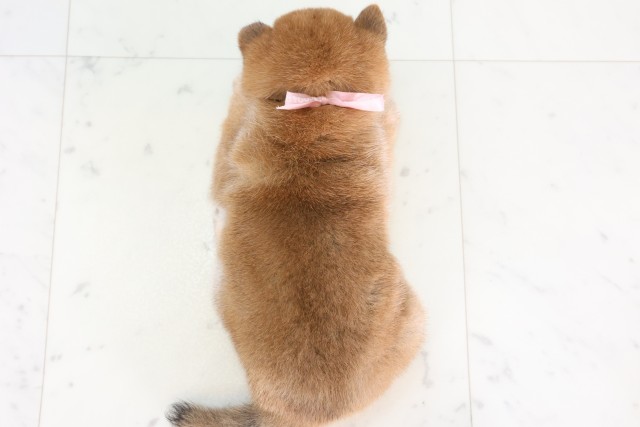 長崎県の豆柴 (Coo&RIKU大村店/2026年8月2日生まれ/女の子/赤)の子犬の4枚目の画像