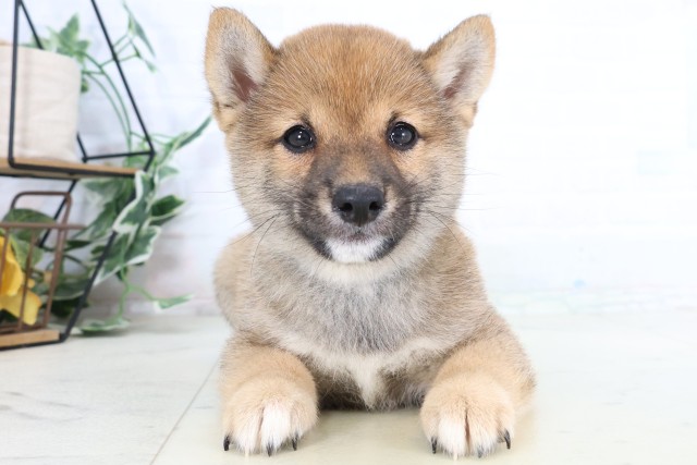 福岡県の豆柴 (Coo&RIKU小倉店/2026年8月5日生まれ/男の子/赤)の子犬の1枚目の画像