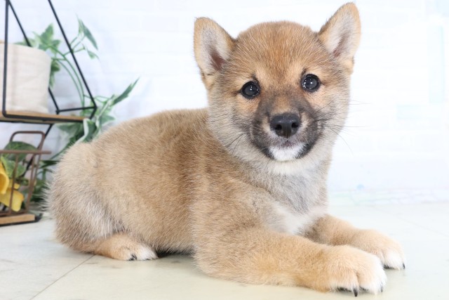 福岡県の豆柴 (Coo&RIKU小倉店/2026年8月5日生まれ/男の子/赤)の子犬の2枚目の画像