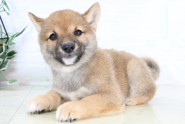 福岡県の豆柴 (Coo&RIKU小倉店/2026年8月5日生まれ/男の子/赤)の子犬の3枚目の画像