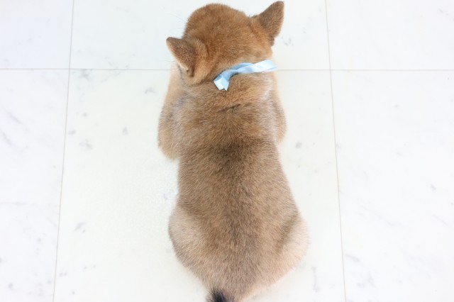 福岡県の豆柴 (Coo&RIKU小倉店/2026年8月5日生まれ/男の子/赤)の子犬の4枚目の画像