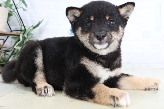 福岡県の豆柴 (Coo&RIKU久留米店/2026年8月5日生まれ/男の子/黒)の子犬の2枚目の画像
