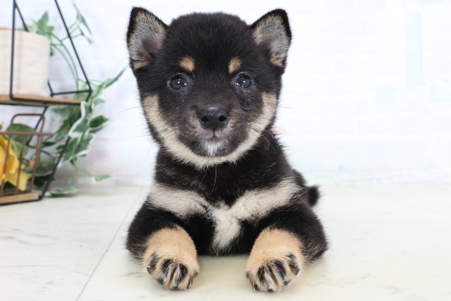 鹿児島県の豆柴 (Coo&RIKU鹿屋店/2026年8月5日生まれ/女の子/黒)の子犬の1枚目の画像