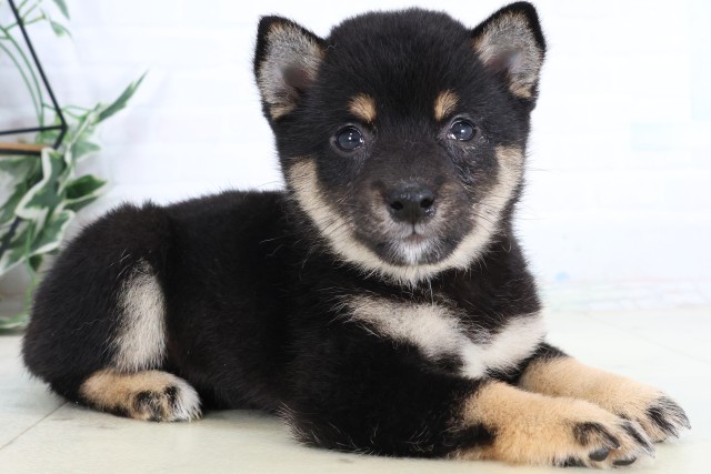 鹿児島県の豆柴 (Coo&RIKU鹿屋店/2026年8月5日生まれ/女の子/黒)の子犬の2枚目の画像