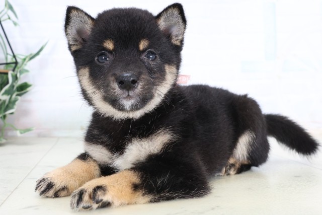 鹿児島県の豆柴 (Coo&RIKU鹿屋店/2026年8月5日生まれ/女の子/黒)の子犬の3枚目の画像