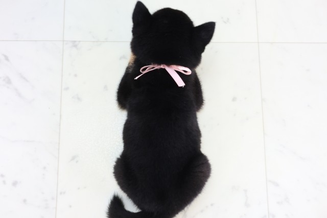 鹿児島県の豆柴 (Coo&RIKU鹿屋店/2026年8月5日生まれ/女の子/黒)の子犬の4枚目の画像