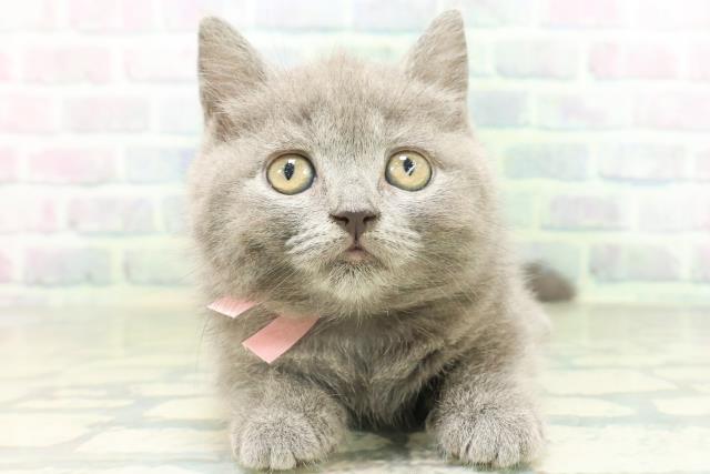 ブリティッシュショートヘアー