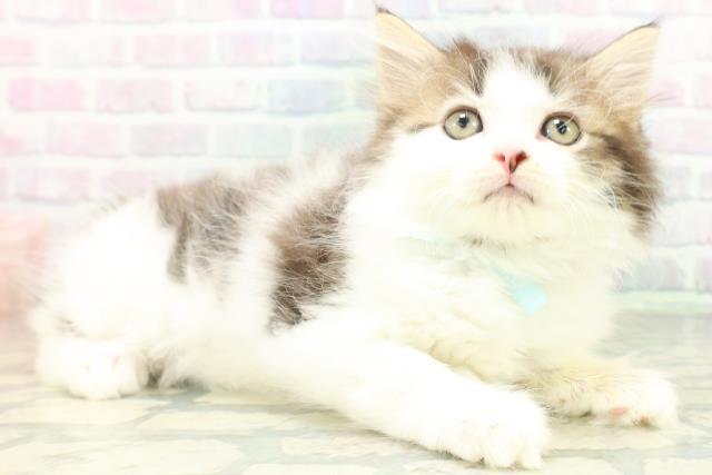 東京都のミヌエット (Coo&RIKU足立本店/2026年8月2日生まれ/男の子/ブラウンタビーホワイト)の子猫の3枚目の画像
