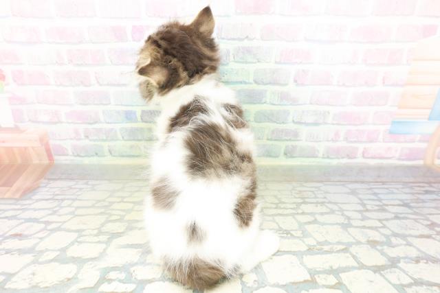 東京都のミヌエット (Coo&RIKU足立本店/2026年8月2日生まれ/男の子/ブラウンタビーホワイト)の子猫の4枚目の画像