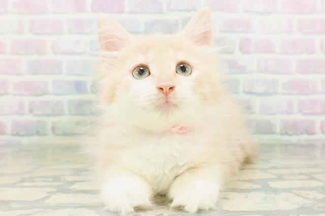 ノルウェージャン・フォレストキャット