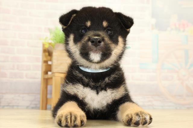 柴犬