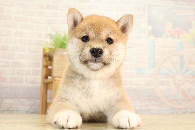 柴犬