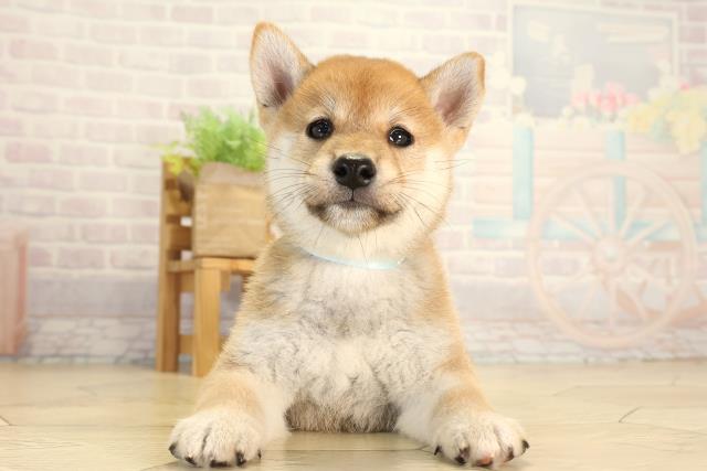 柴犬