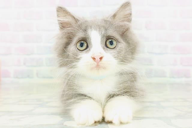 東京都のミヌエット (Coo&RIKU中野サンモール店/2026年7月7日生まれ/男の子/ブルーホワイト)の子猫の1枚目の画像