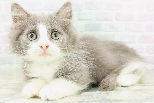 東京都のミヌエット (Coo&RIKU中野サンモール店/2026年7月7日生まれ/男の子/ブルーホワイト)の子猫の2枚目の画像