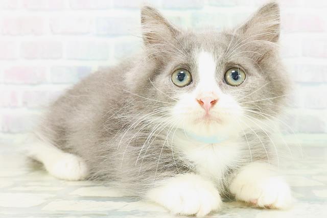 東京都のミヌエット (Coo&RIKU中野サンモール店/2026年7月7日生まれ/男の子/ブルーホワイト)の子猫の3枚目の画像