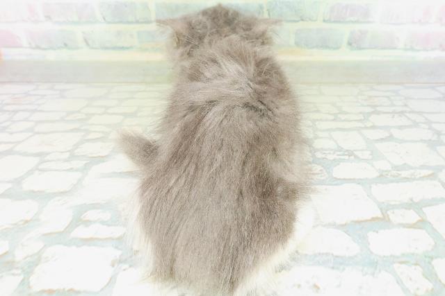 東京都のミヌエット (Coo&RIKU中野サンモール店/2026年7月7日生まれ/男の子/ブルーホワイト)の子猫の4枚目の画像