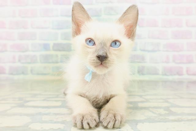 東京都のトンキニーズ (Coo&RIKUフレスポ住吉店/2026年7月28日生まれ/男の子/プラチナミンク)の子猫の1枚目の画像
