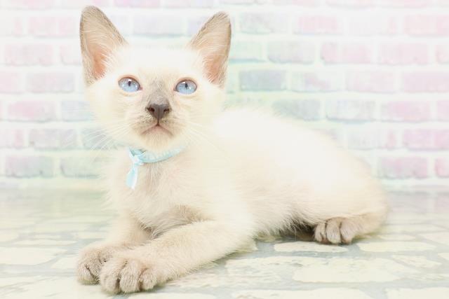 東京都のトンキニーズ (Coo&RIKUフレスポ住吉店/2026年7月28日生まれ/男の子/プラチナミンク)の子猫の2枚目の画像