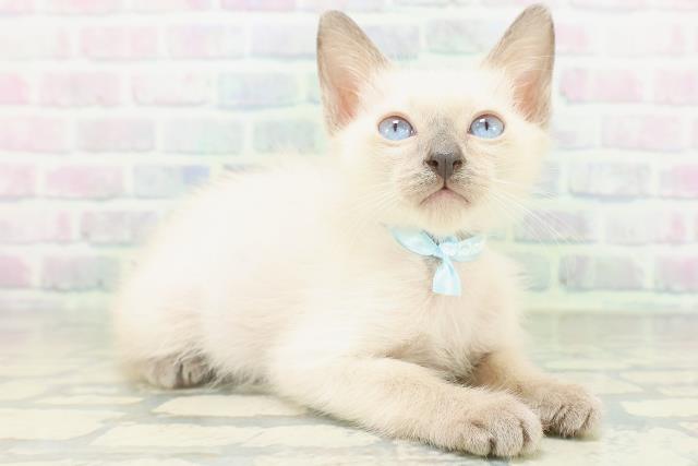 東京都のトンキニーズ (Coo&RIKUフレスポ住吉店/2026年7月28日生まれ/男の子/プラチナミンク)の子猫の3枚目の画像