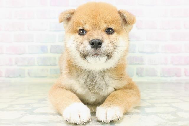 埼玉県の柴犬(標準サイズ) (Coo&RIKU川越店/2026年8月5日生まれ/男の子/赤)の子犬の1枚目の画像