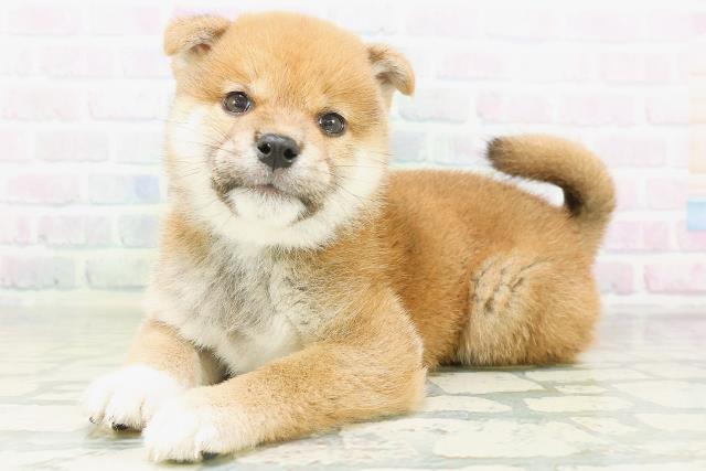 埼玉県の柴犬(標準サイズ) (Coo&RIKU川越店/2026年8月5日生まれ/男の子/赤)の子犬の2枚目の画像
