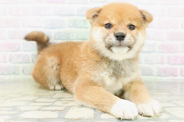 埼玉県の柴犬(標準サイズ) (Coo&RIKU川越店/2026年8月5日生まれ/男の子/赤)の子犬の3枚目の画像