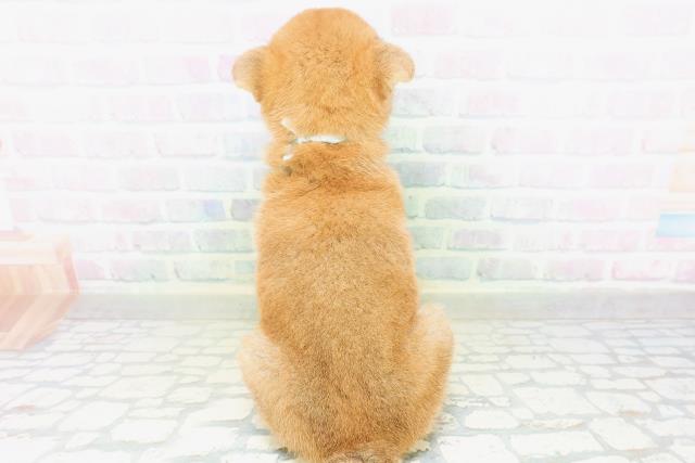埼玉県の柴犬(標準サイズ) (Coo&RIKU川越店/2026年8月5日生まれ/男の子/赤)の子犬の4枚目の画像