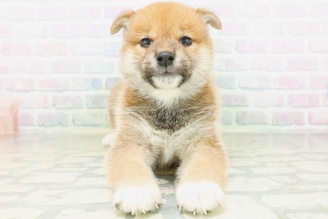 東京都の柴犬(標準サイズ) (Coo&RIKU府中店/2026年8月5日生まれ/男の子/赤)の子犬の1枚目の画像