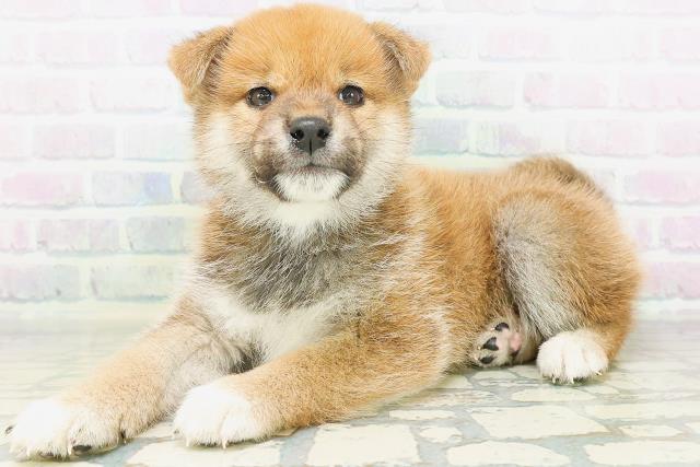 東京都の柴犬(標準サイズ) (Coo&RIKU府中店/2026年8月5日生まれ/男の子/赤)の子犬の2枚目の画像