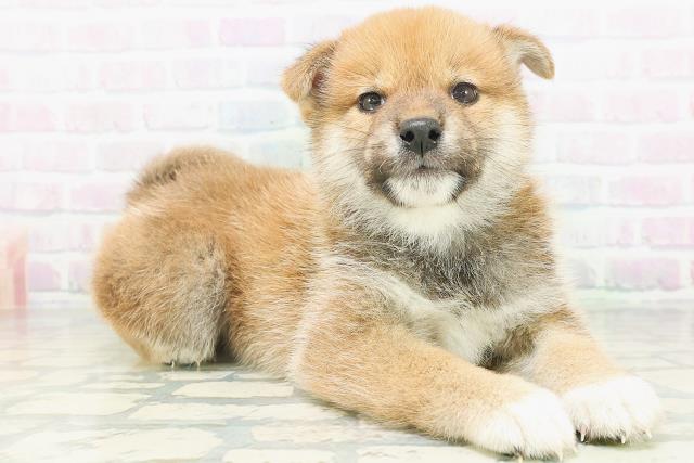 東京都の柴犬(標準サイズ) (Coo&RIKU府中店/2026年8月5日生まれ/男の子/赤)の子犬の3枚目の画像