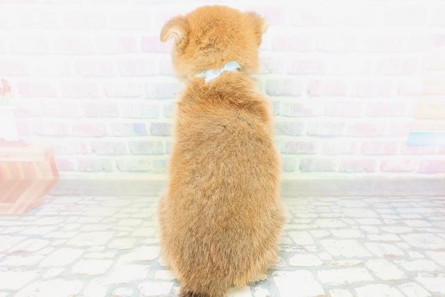 東京都の柴犬(標準サイズ) (Coo&RIKU府中店/2026年8月5日生まれ/男の子/赤)の子犬の4枚目の画像