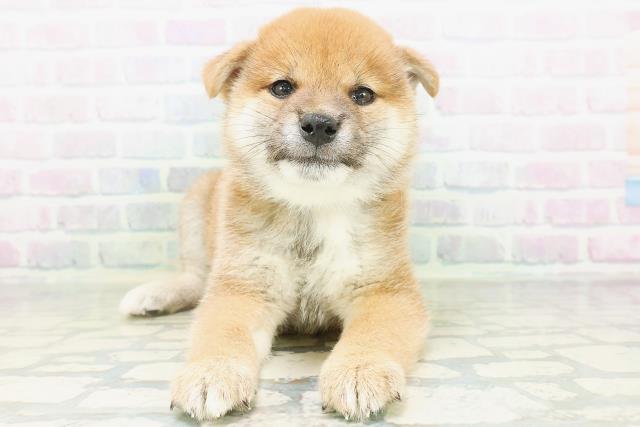 柴犬