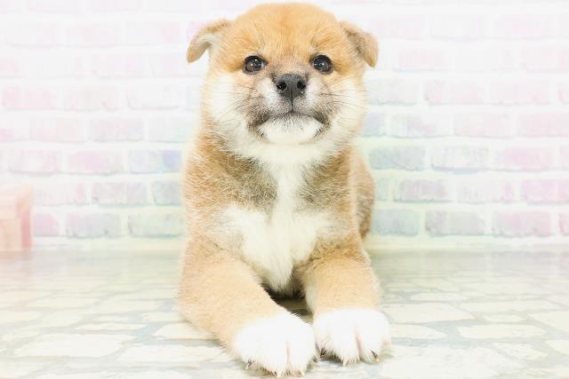 山梨県の柴犬(標準サイズ) (Coo&RIKU甲府昭和通り店/2026年8月5日生まれ/男の子/赤)の子犬の1枚目の画像