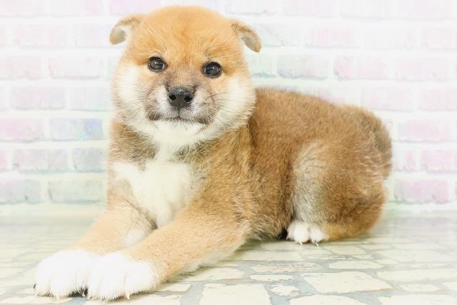 山梨県の柴犬(標準サイズ) (Coo&RIKU甲府昭和通り店/2026年8月5日生まれ/男の子/赤)の子犬の2枚目の画像