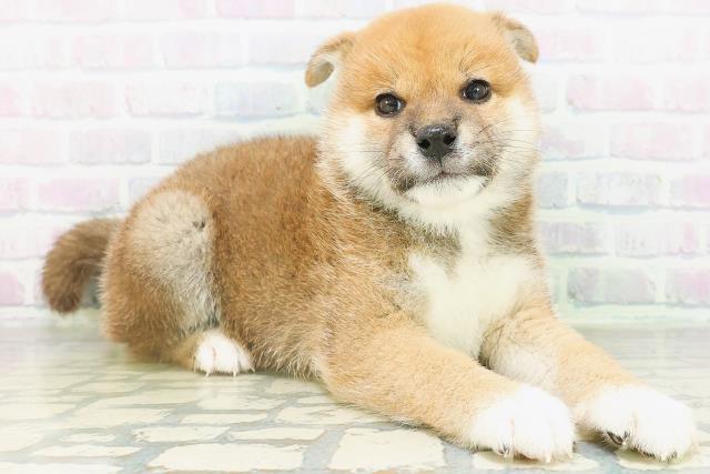 山梨県の柴犬(標準サイズ) (Coo&RIKU甲府昭和通り店/2026年8月5日生まれ/男の子/赤)の子犬の3枚目の画像