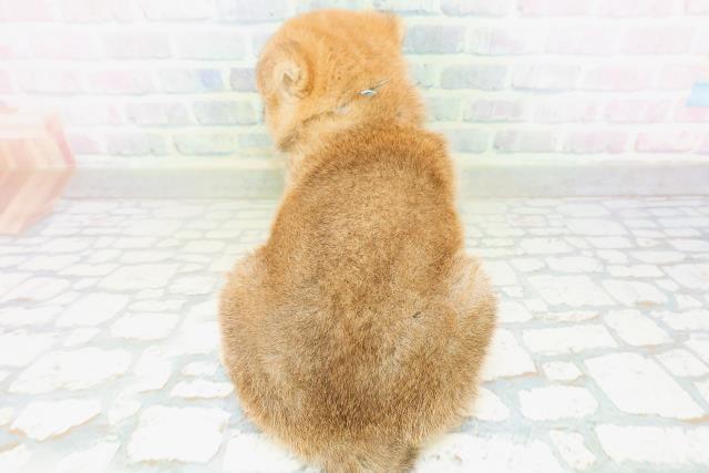 山梨県の柴犬(標準サイズ) (Coo&RIKU甲府昭和通り店/2026年8月5日生まれ/男の子/赤)の子犬の4枚目の画像