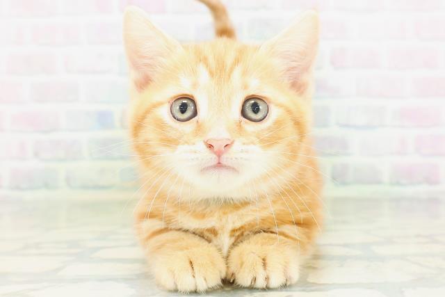 マンチカン