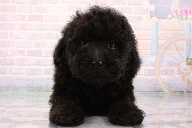 兵庫県のトイプードル(トイ) (Coo&RIKU丹波店/2026年8月5日生まれ/女の子/ブラック)の子犬の1枚目の画像