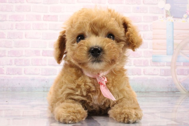 大阪府のトイプードル(トイ) (Coo&RIKU心斎橋店/2026年8月5日生まれ/女の子/ペールフォーン)の子犬の1枚目の画像