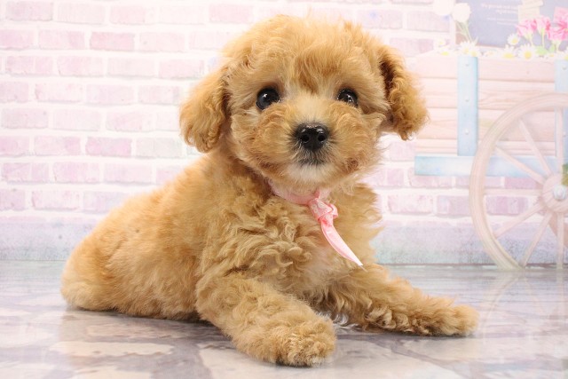 大阪府のトイプードル(トイ) (Coo&RIKU心斎橋店/2026年8月5日生まれ/女の子/ペールフォーン)の子犬の2枚目の画像