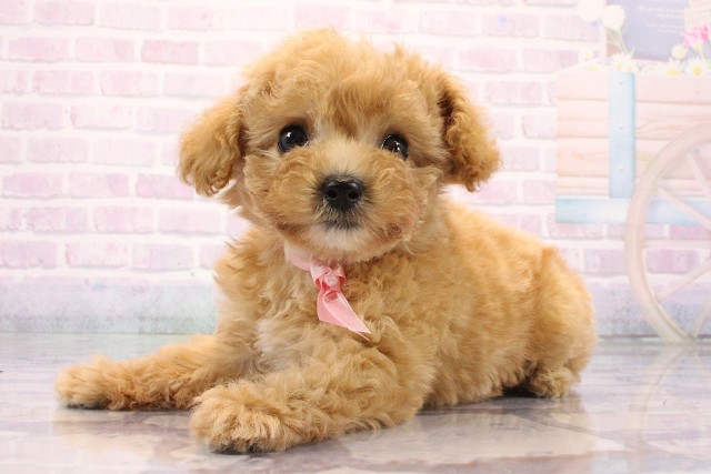 大阪府のトイプードル(トイ) (Coo&RIKU心斎橋店/2026年8月5日生まれ/女の子/ペールフォーン)の子犬の3枚目の画像