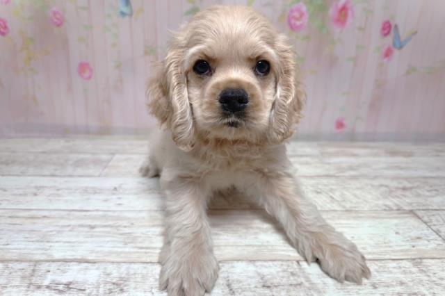 キティちゃん 犬とお散歩シリーズ アメリカンコッカースパニエル アメリカン・コッカースパニエルの子犬一覧｜ペットショップCoo＆RIKU