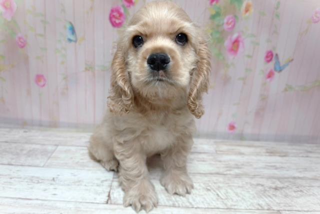 栃木県のアメリカンコッカースパニエル (Coo&RIKU足利店/2026年8月4日生まれ/男の子/バフ)の子犬の1枚目の画像