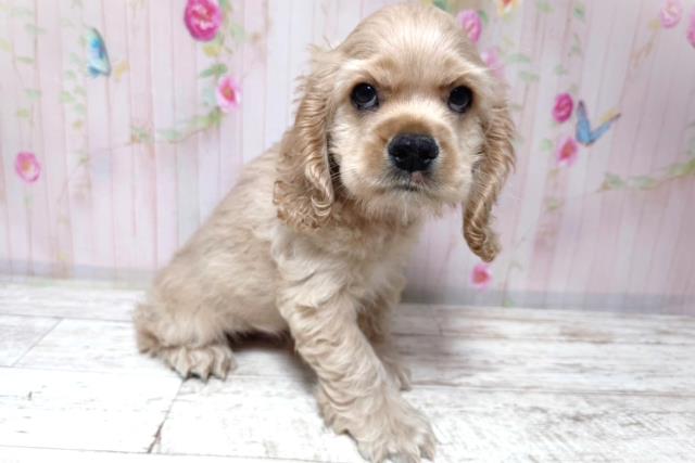 栃木県のアメリカンコッカースパニエル (Coo&RIKU足利店/2026年8月4日生まれ/男の子/バフ)の子犬の3枚目の画像