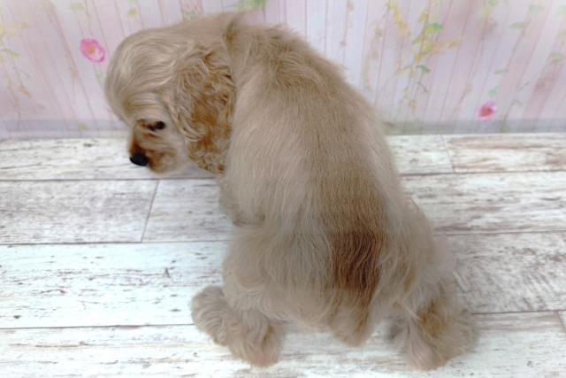 栃木県のアメリカンコッカースパニエル (Coo&RIKU足利店/2026年8月4日生まれ/男の子/バフ)の子犬の4枚目の画像