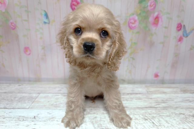 茨城県のアメリカンコッカースパニエル (Coo&RIKU牛久店/2026年8月4日生まれ/男の子/バフ)の子犬の1枚目の画像