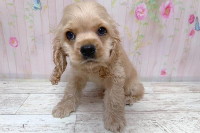 茨城県のアメリカンコッカースパニエル (Coo&RIKU牛久店/2026年8月4日生まれ/男の子/バフ)の子犬の2枚目の画像