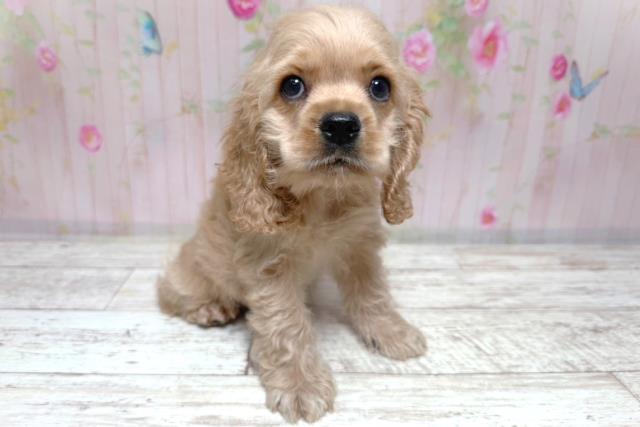 茨城県のアメリカンコッカースパニエル (Coo&RIKU牛久店/2026年8月4日生まれ/男の子/バフ)の子犬の3枚目の画像